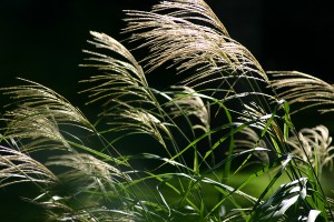 Wind in the grass