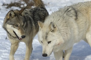 two wolves