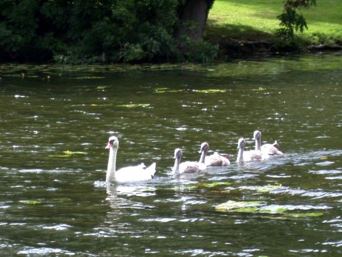 swan family