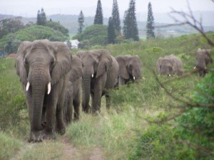 elephant whisperer