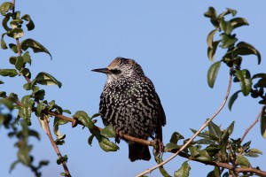 Starling murmation