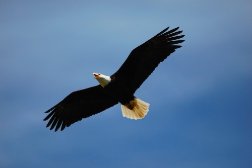 bigstock_Eagle_Flying_1655554