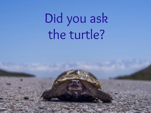 ask the turtle