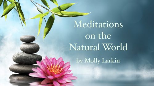 meditation course